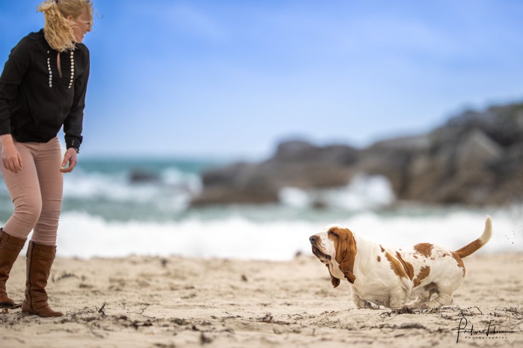 bassjobasset Ozzy'phoenix