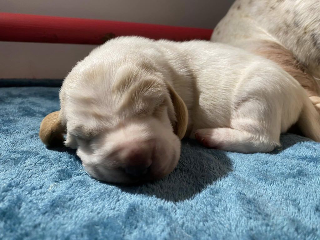 Du Bois Des Bleizi - Chiot disponible  - Basset Hound