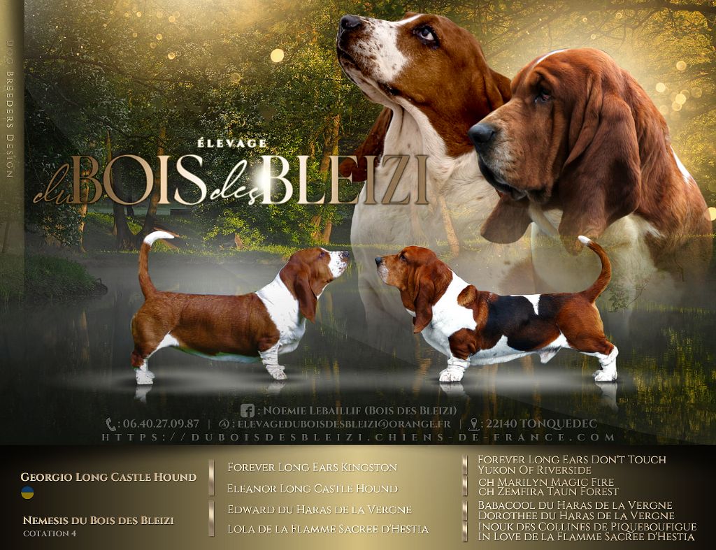 chiot Basset Hound Du Bois Des Bleizi