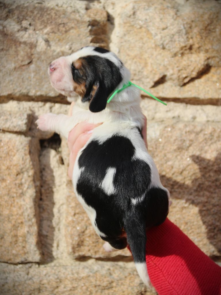 Du Bois Des Bleizi - Chiot disponible  - Basset Hound