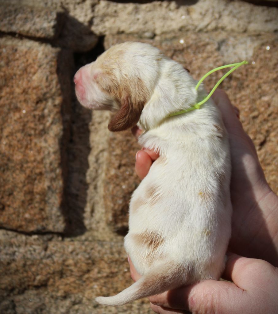 Du Bois Des Bleizi - Chiot disponible  - Basset Hound