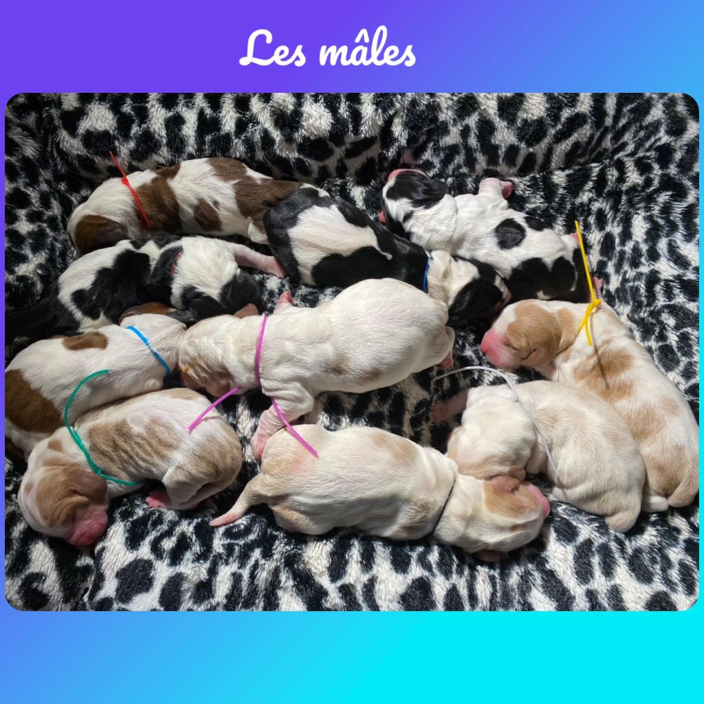 Du Bois Des Bleizi - Chiot disponible  - Basset Hound