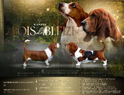 Du Bois Des Bleizi - Basset Hound - Portée née le 09/11/2024