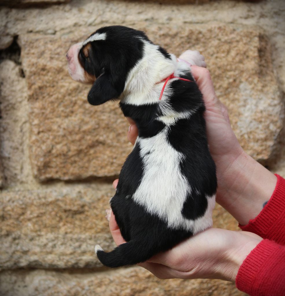 Du Bois Des Bleizi - Chiot disponible  - Basset Hound