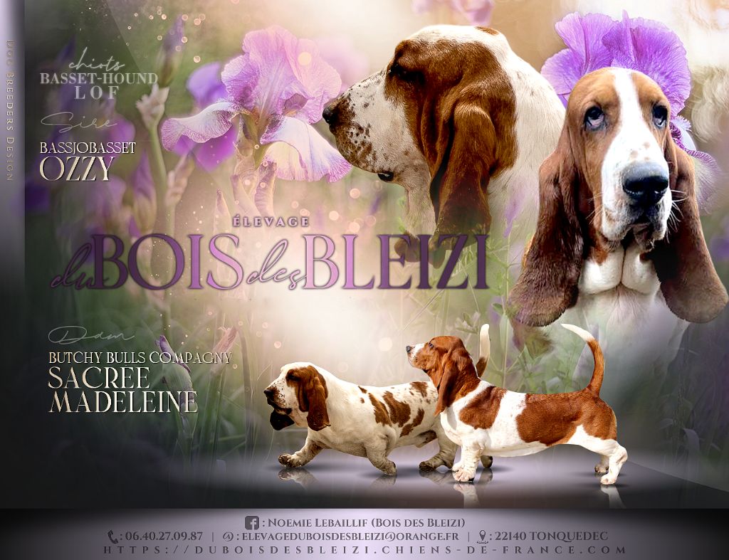 chiot Basset Hound Du Bois Des Bleizi