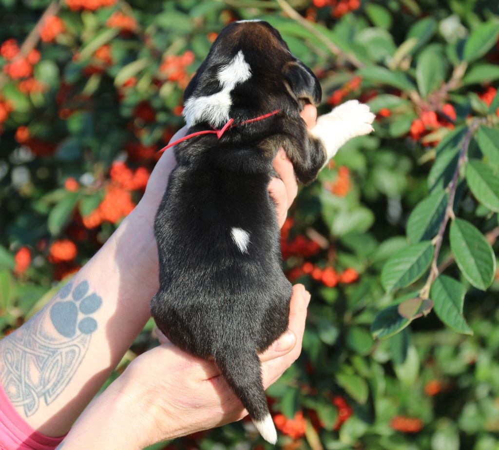 Du Bois Des Bleizi - Chiot disponible  - Basset Hound