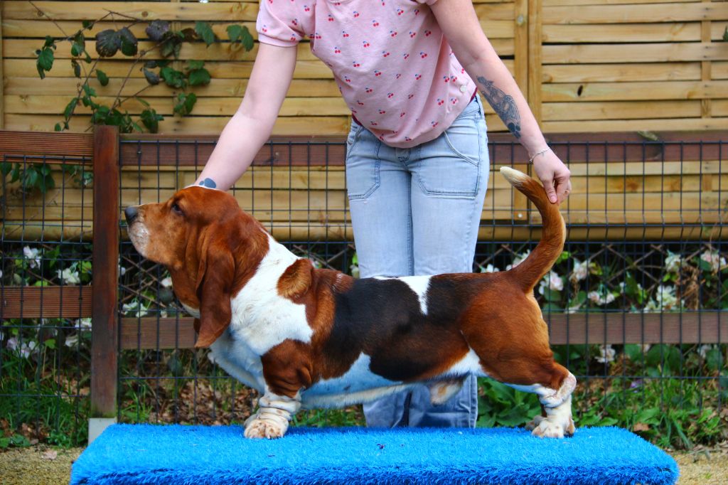 Georgio long castle hound