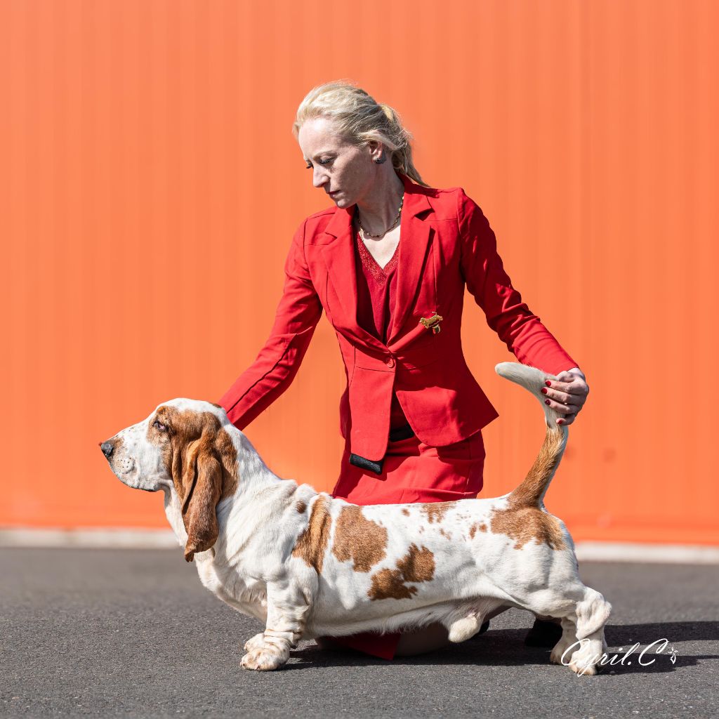 bassjobasset Ozzy'phoenix