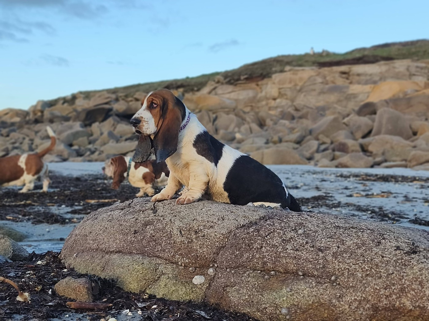 Adèle Du Bois Des Bleizi