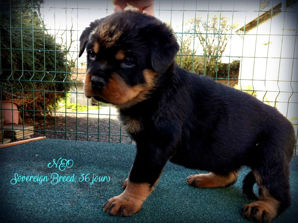 Néo Sovereign Breed