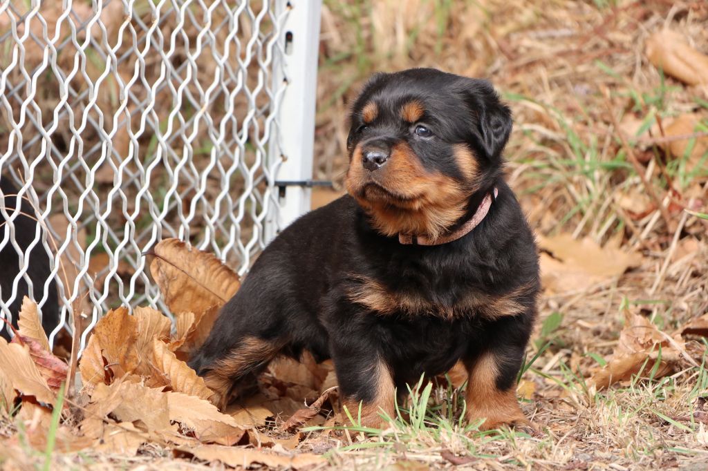 Ozara Sovereign Breed