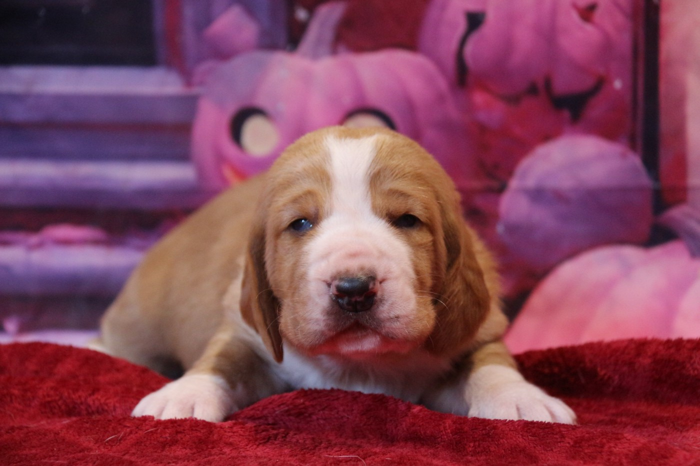 Du Bois Des Bleizi - Chiots disponibles - Basset Hound