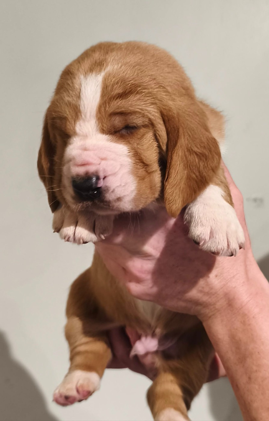Du Bois Des Bleizi - Basset Hound - Portée née le 12/10/2025