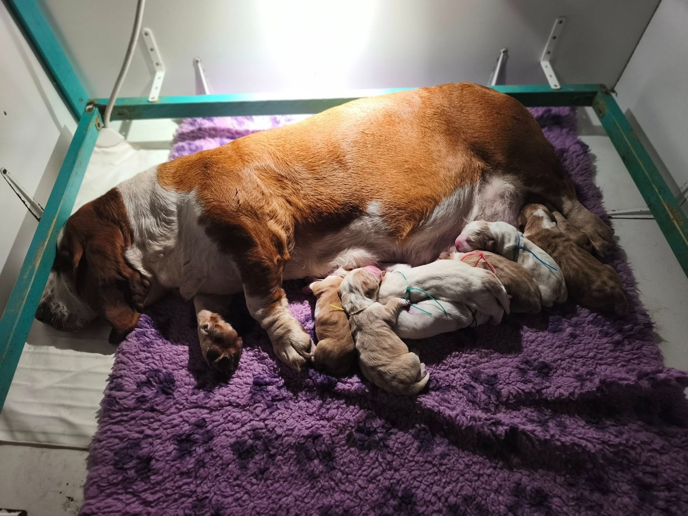 Chiot Basset Hound Du Bois Des Bleizi