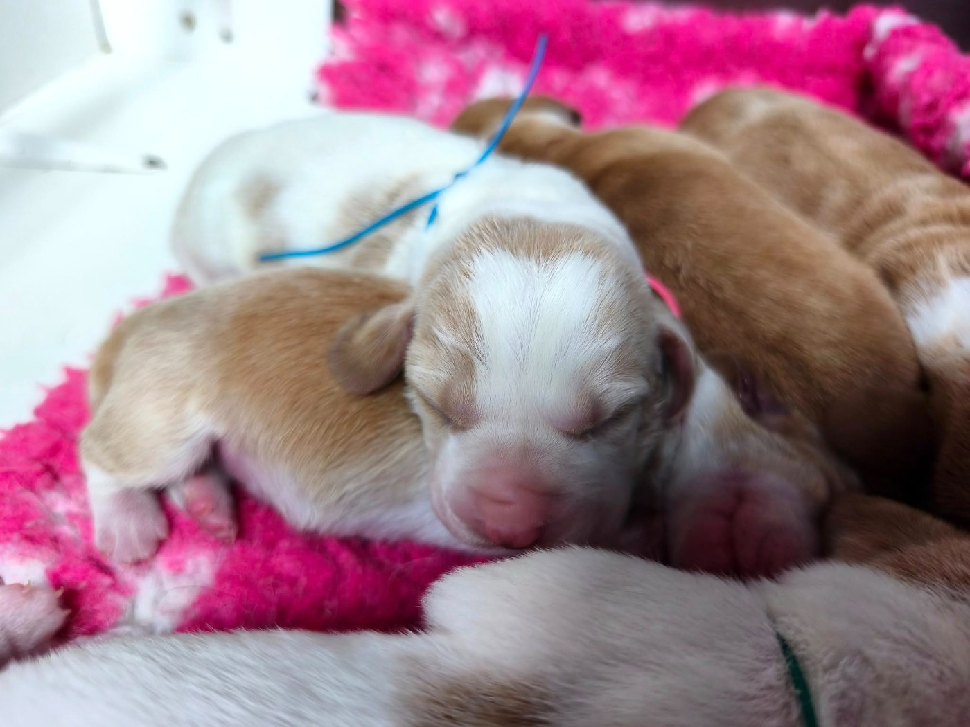 Du Bois Des Bleizi - Chiots disponibles - Basset Hound