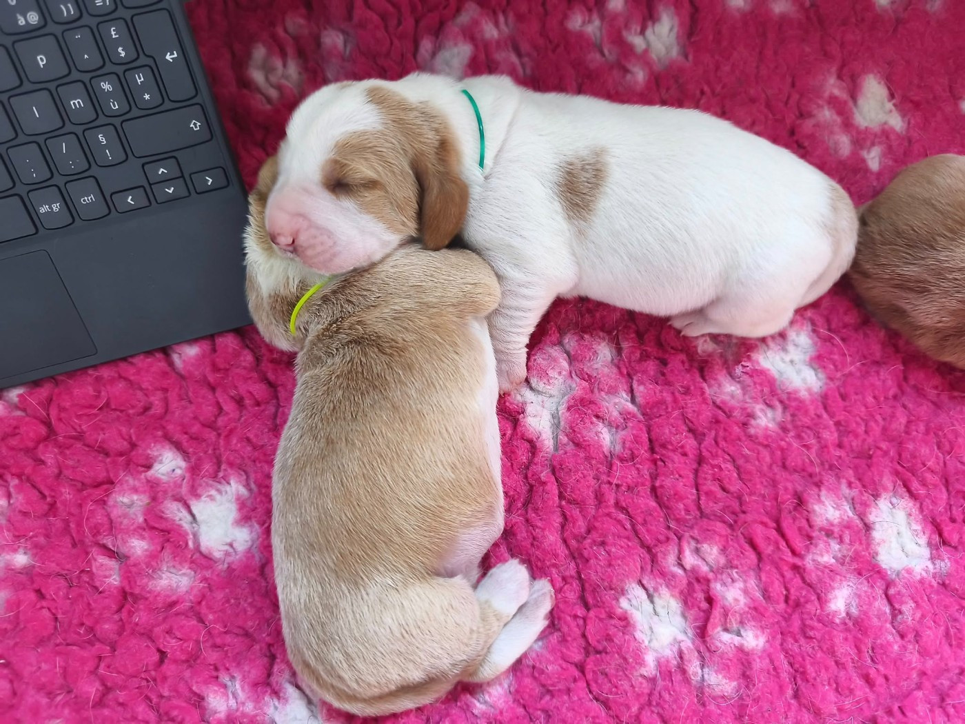 Du Bois Des Bleizi - Chiots disponibles - Basset Hound