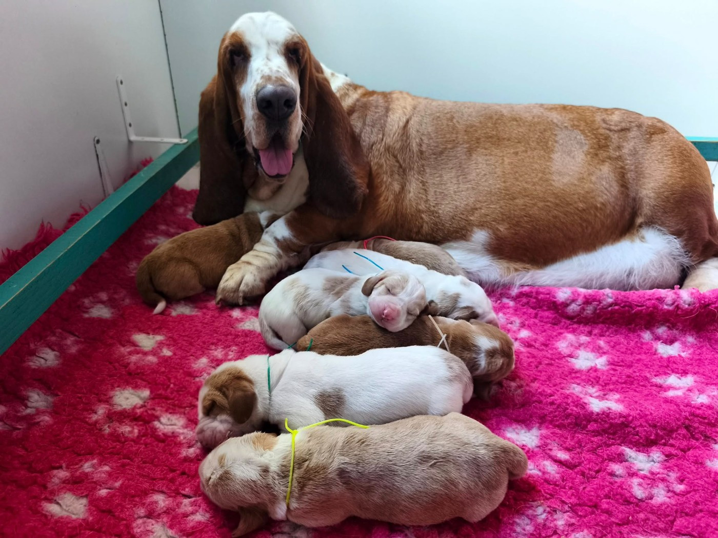 Du Bois Des Bleizi - Chiots disponibles - Basset Hound