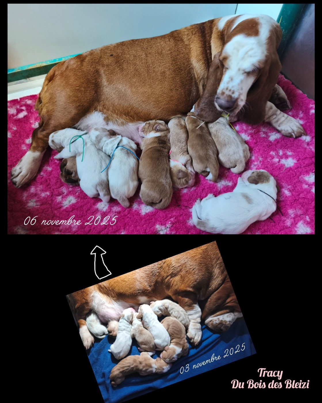 Du Bois Des Bleizi - Chiots disponibles - Basset Hound