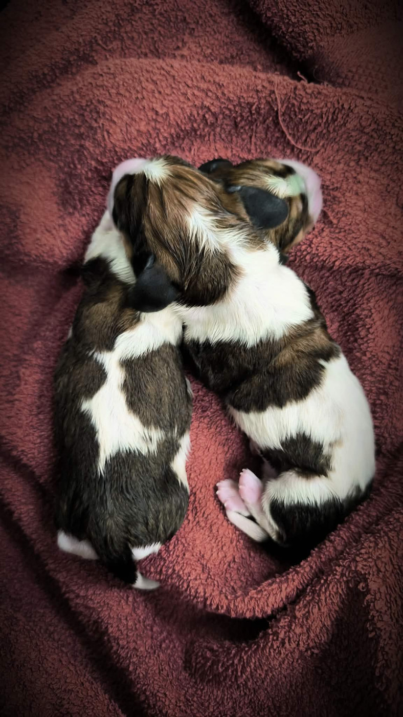 Chiot Basset Hound Du Bois Des Bleizi