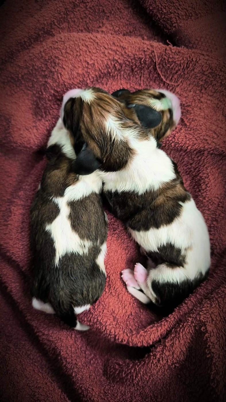 Du Bois Des Bleizi - Chiots disponibles - Basset Hound