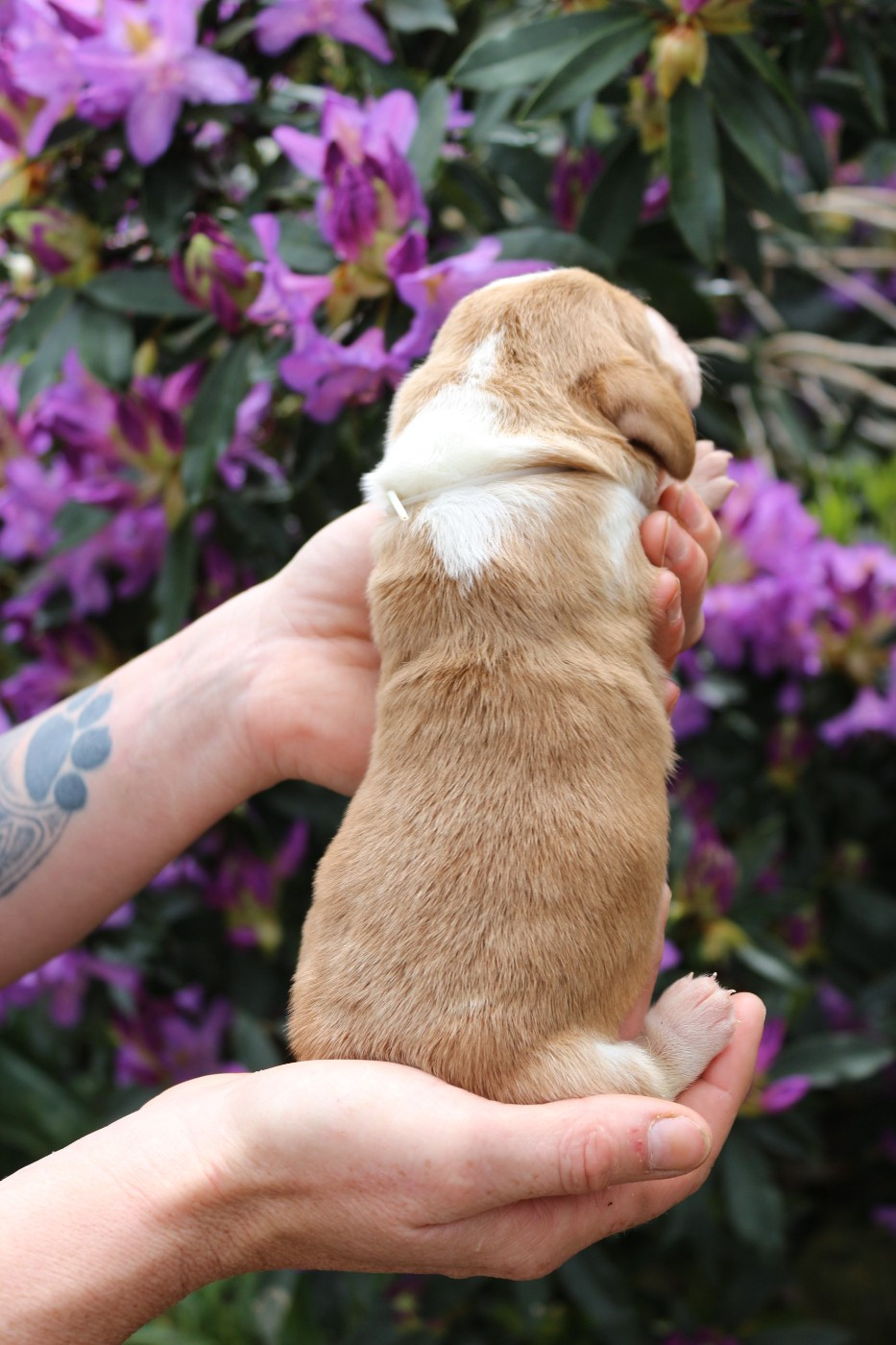 Du Bois Des Bleizi - Chiots disponibles - Basset Hound
