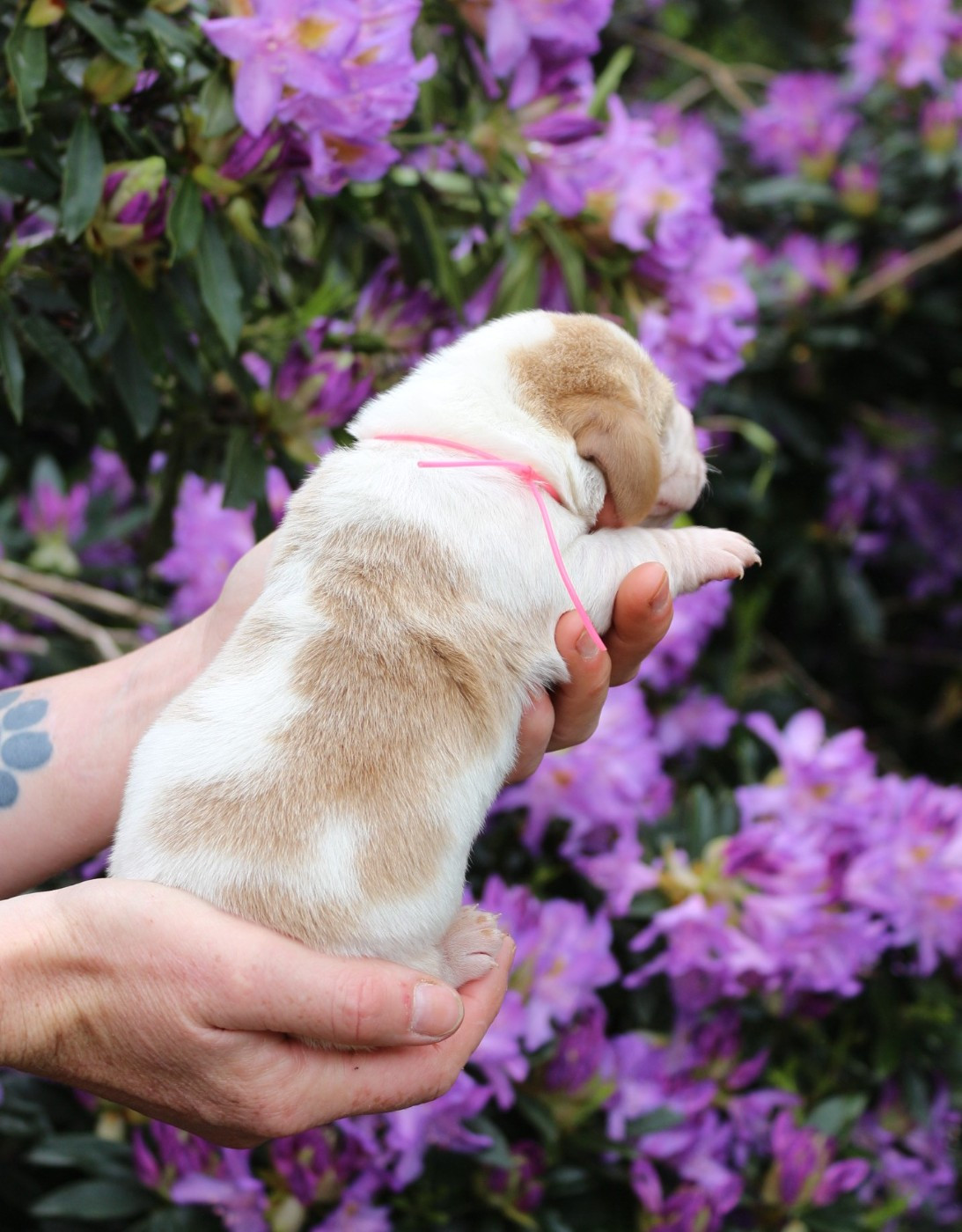 Du Bois Des Bleizi - Chiots disponibles - Basset Hound