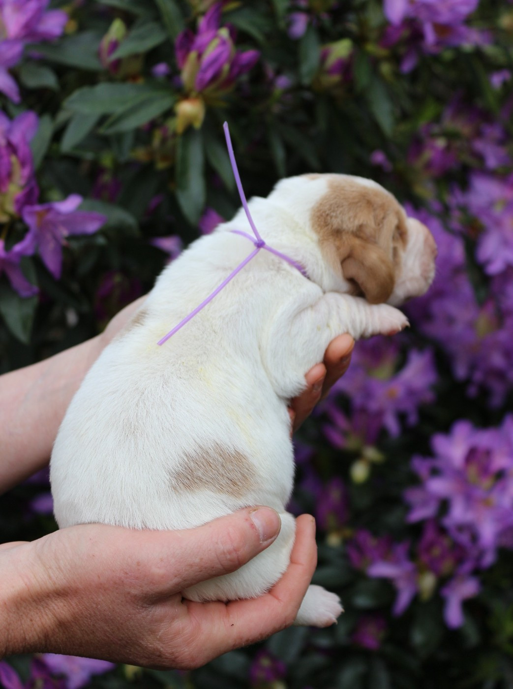 Du Bois Des Bleizi - Chiots disponibles - Basset Hound