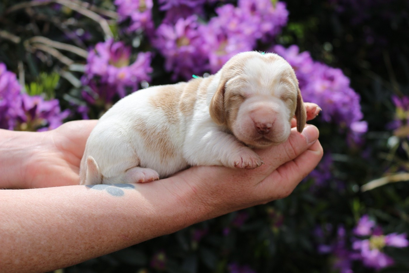 Du Bois Des Bleizi - Chiots disponibles - Basset Hound