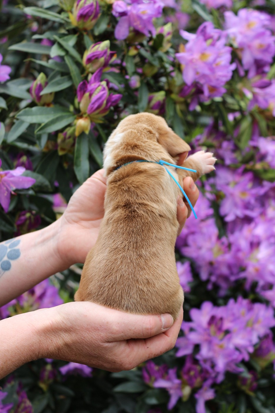 Du Bois Des Bleizi - Chiots disponibles - Basset Hound