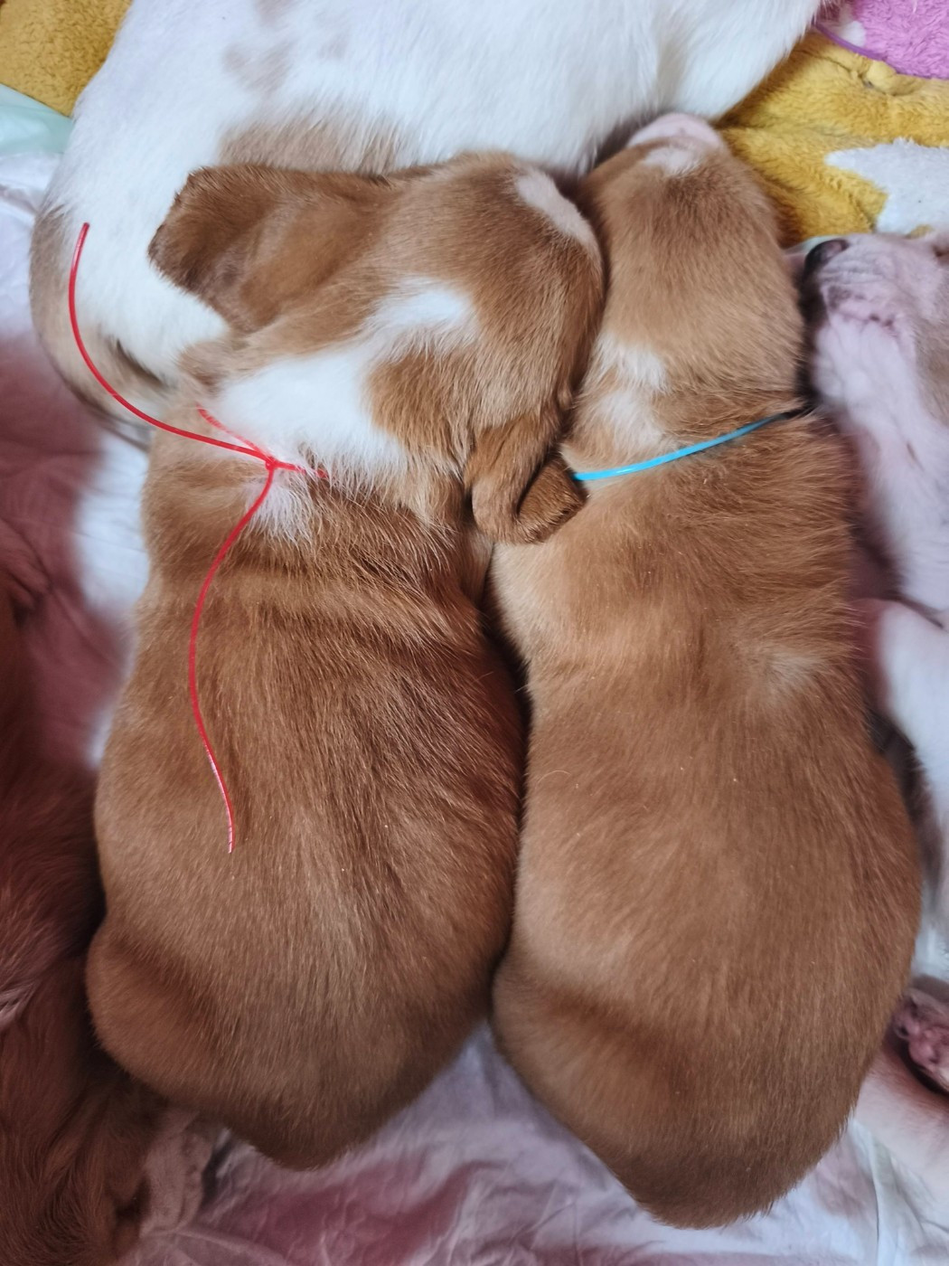 Du Bois Des Bleizi - Chiots disponibles - Basset Hound