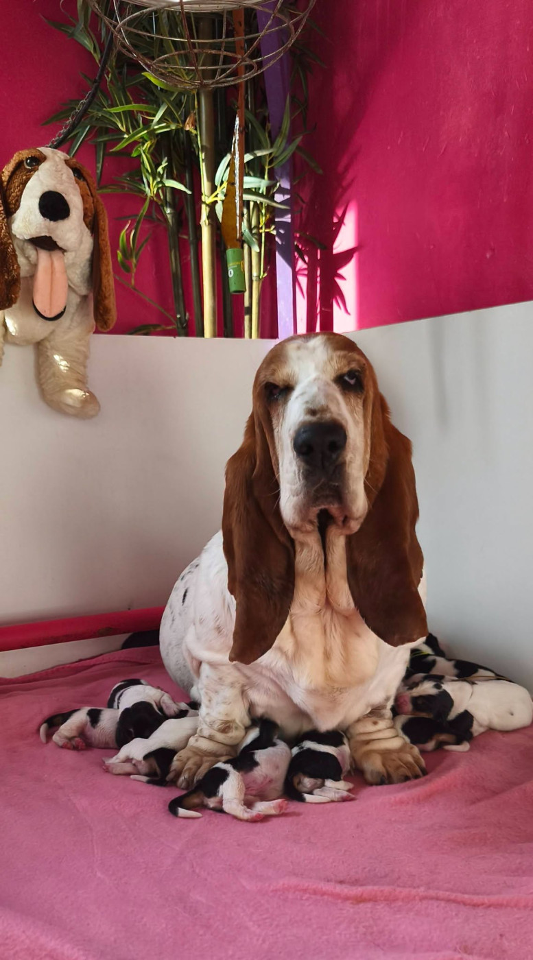 Chiot Basset Hound Du Bois Des Bleizi