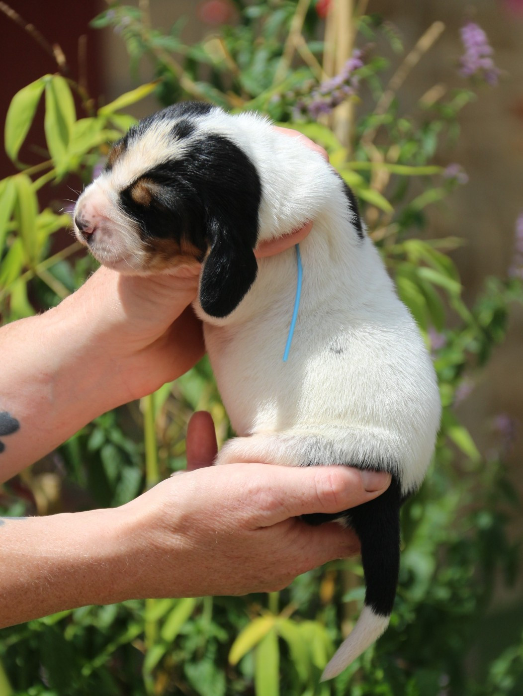 Du Bois Des Bleizi - Chiots disponibles - Basset Hound