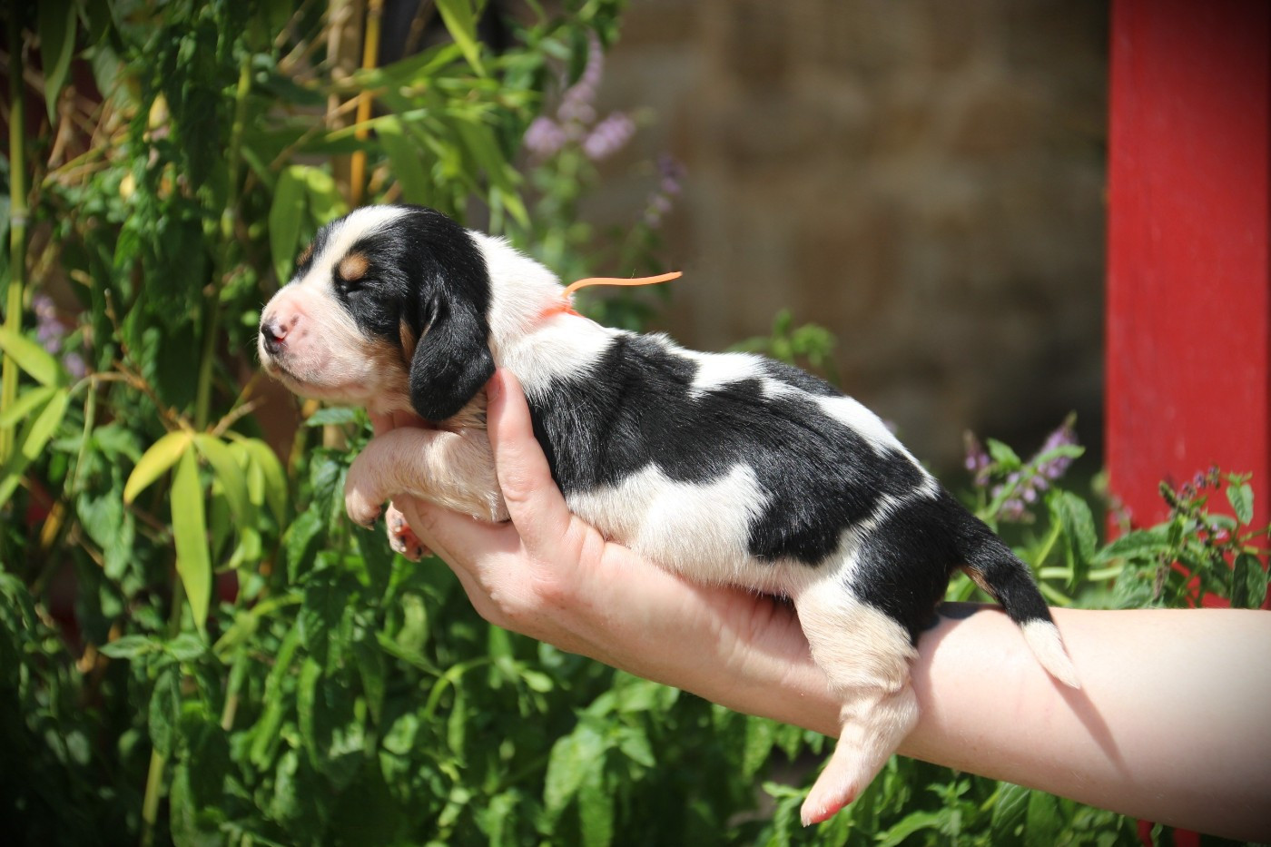 Du Bois Des Bleizi - Chiots disponibles - Basset Hound