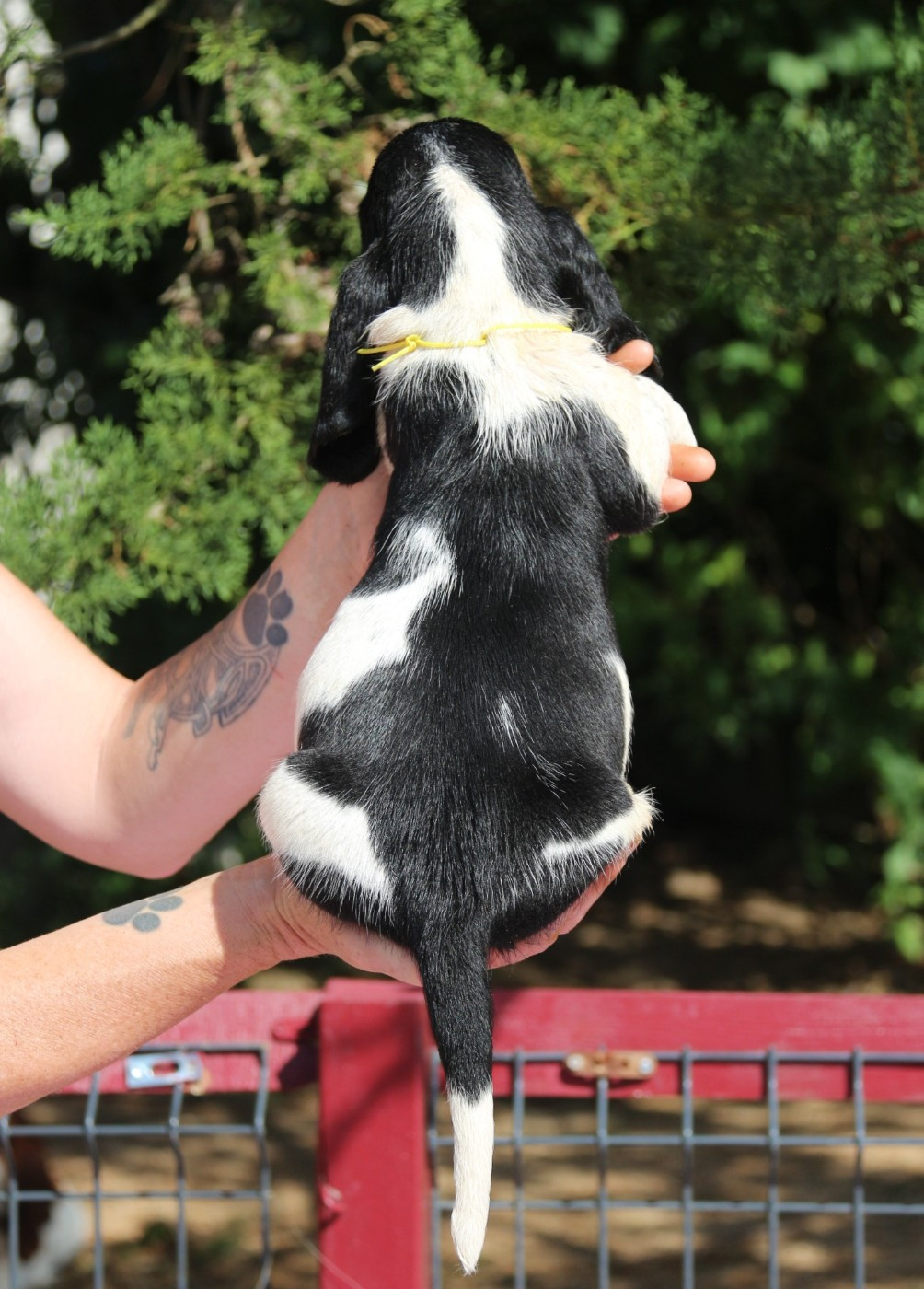 Du Bois Des Bleizi - Chiots disponibles - Basset Hound
