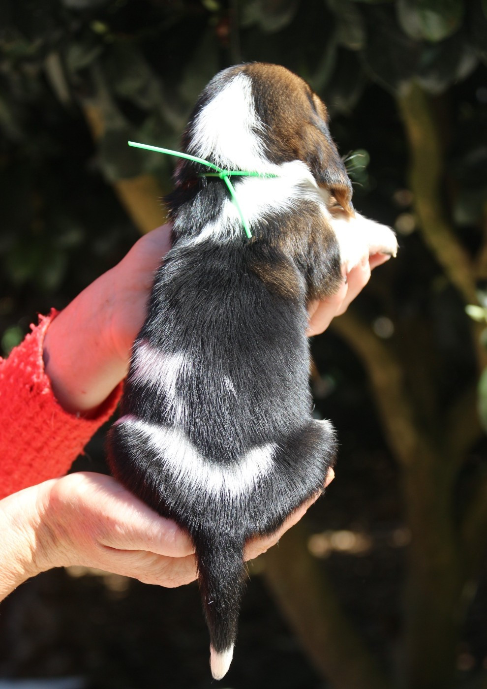 Du Bois Des Bleizi - Chiots disponibles - Basset Hound