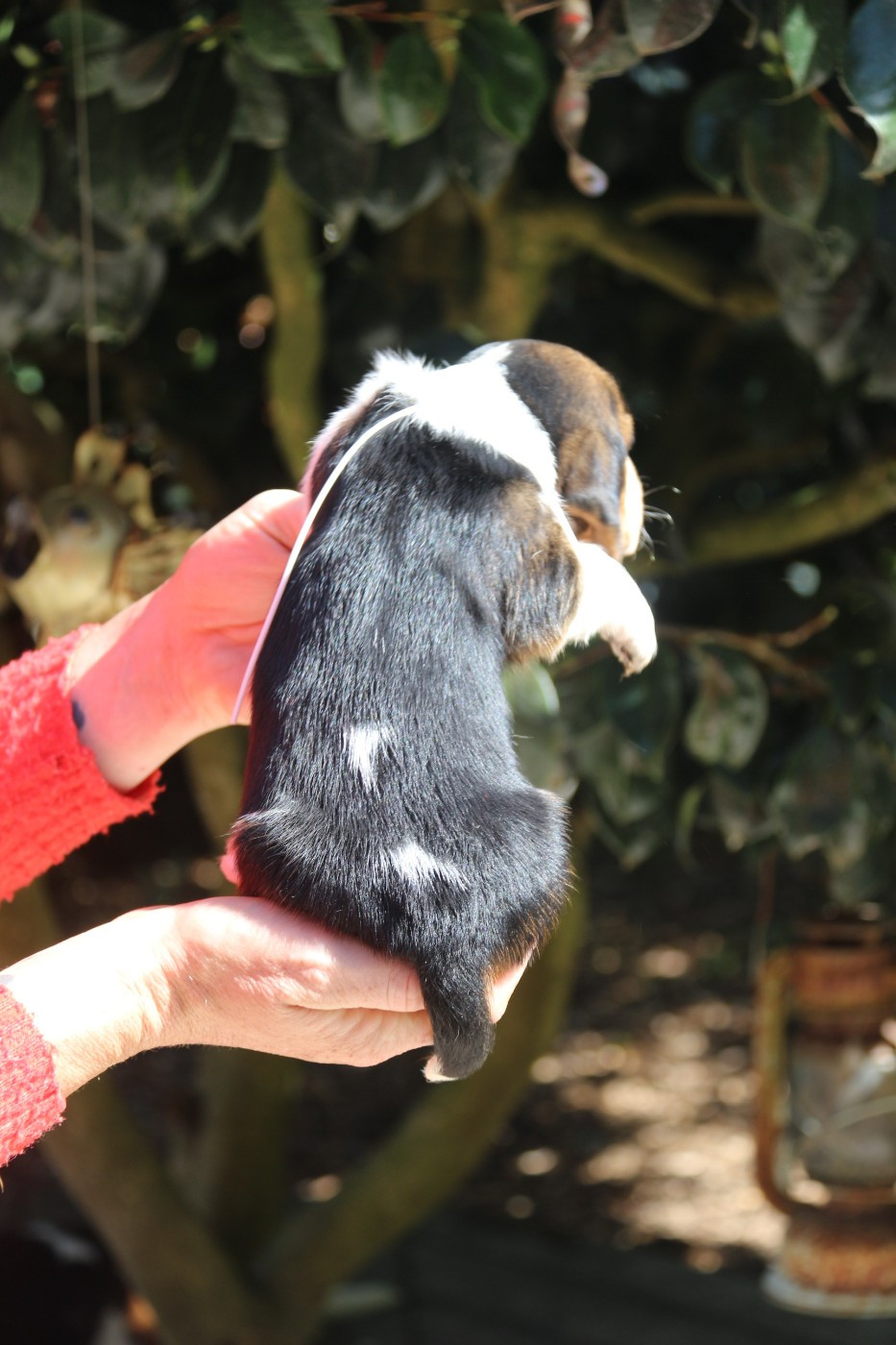 Du Bois Des Bleizi - Chiots disponibles - Basset Hound
