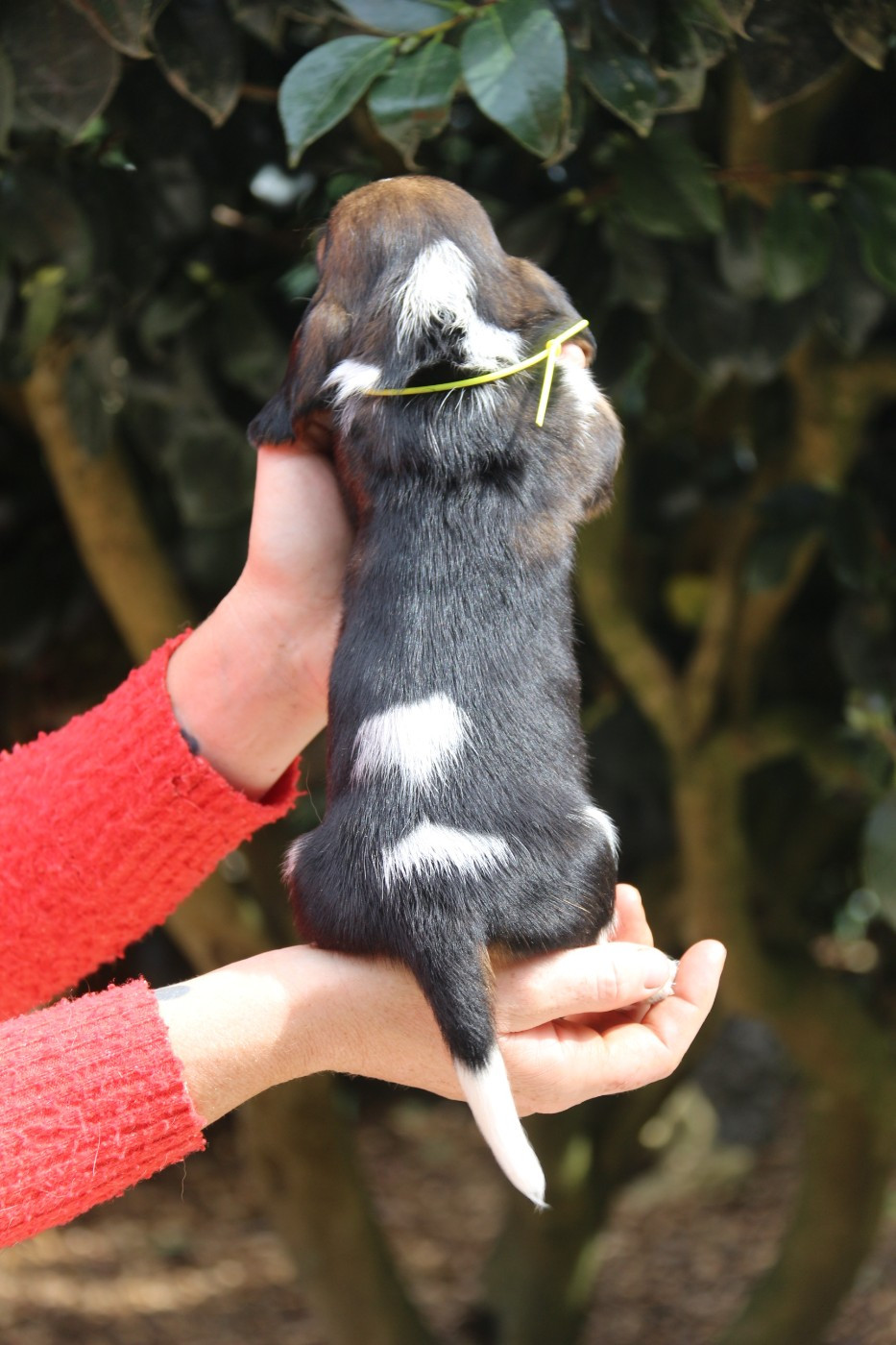 Du Bois Des Bleizi - Chiots disponibles - Basset Hound