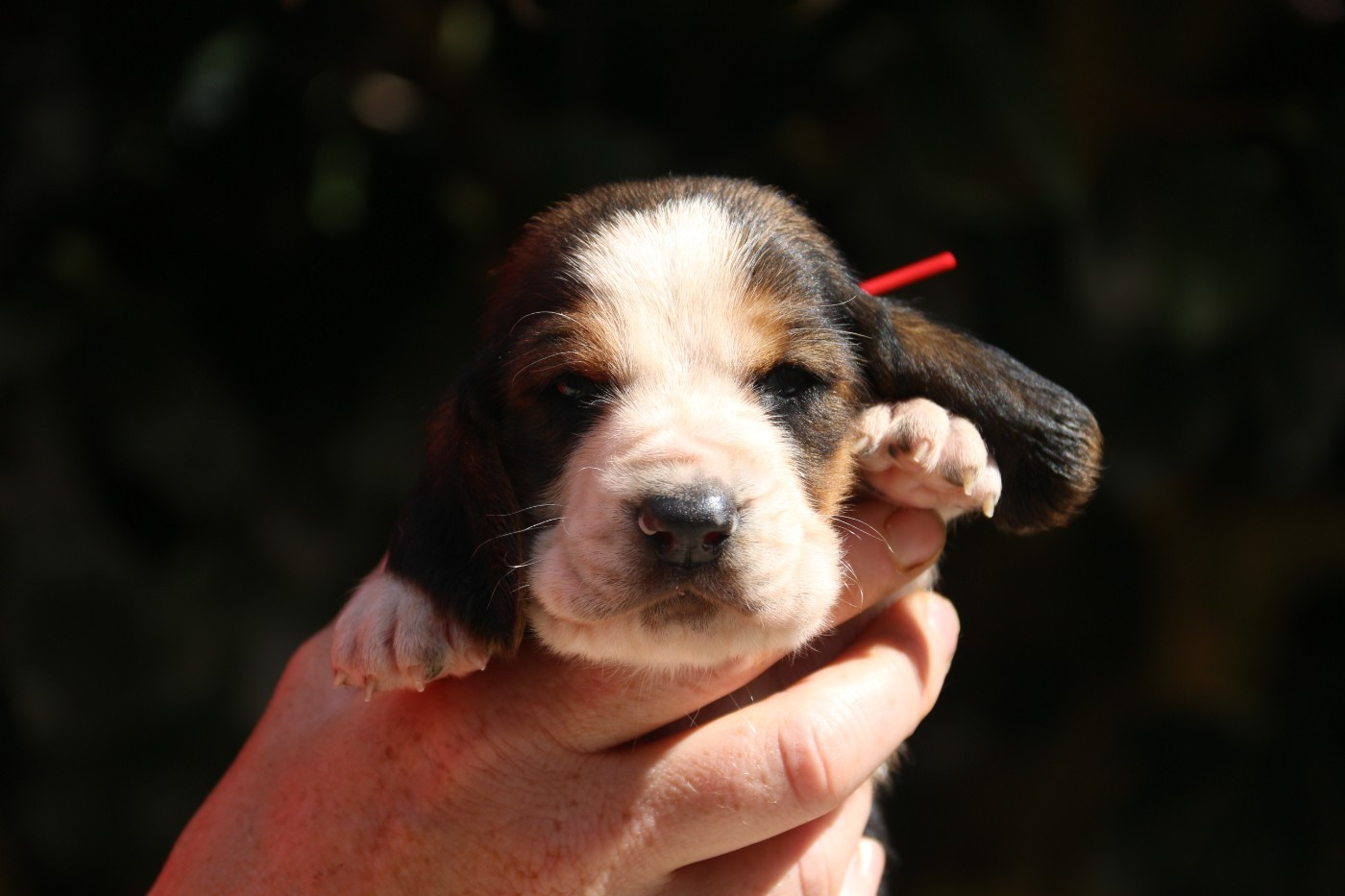Du Bois Des Bleizi - Chiots disponibles - Basset Hound