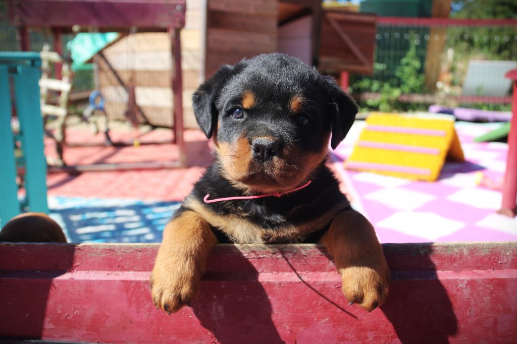 Du Bois Des Bleizi - Chiots disponibles - Rottweiler