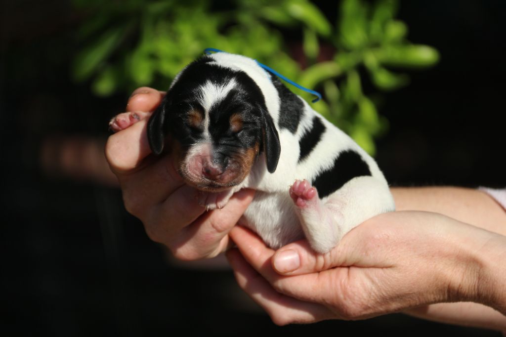 Du Bois Des Bleizi - Chiots disponibles - Basset Hound