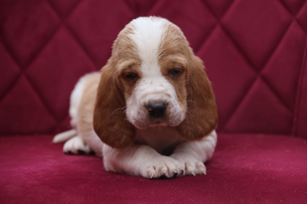 Du Bois Des Bleizi - Chiots disponibles - Basset Hound