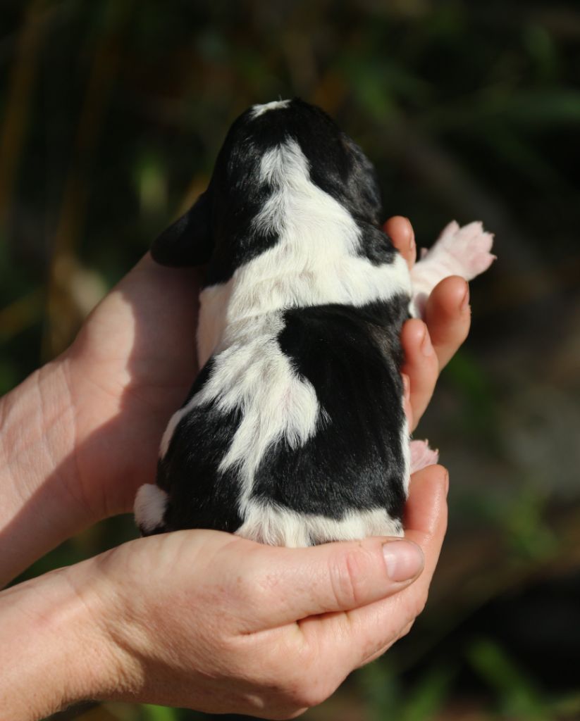 Du Bois Des Bleizi - Chiots disponibles - Basset Hound