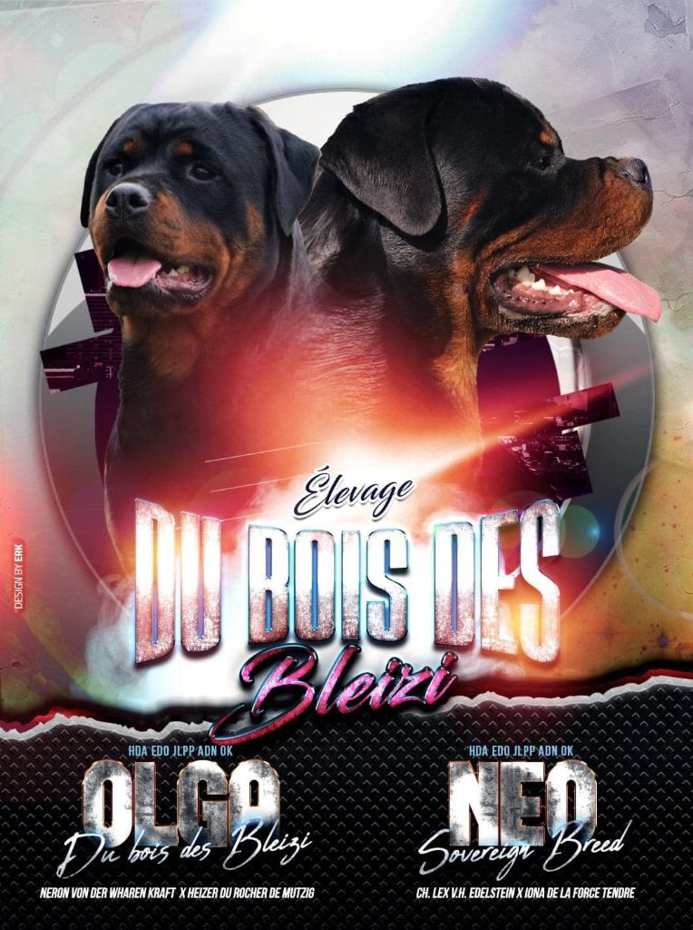 Chiot Rottweiler Du Bois Des Bleizi