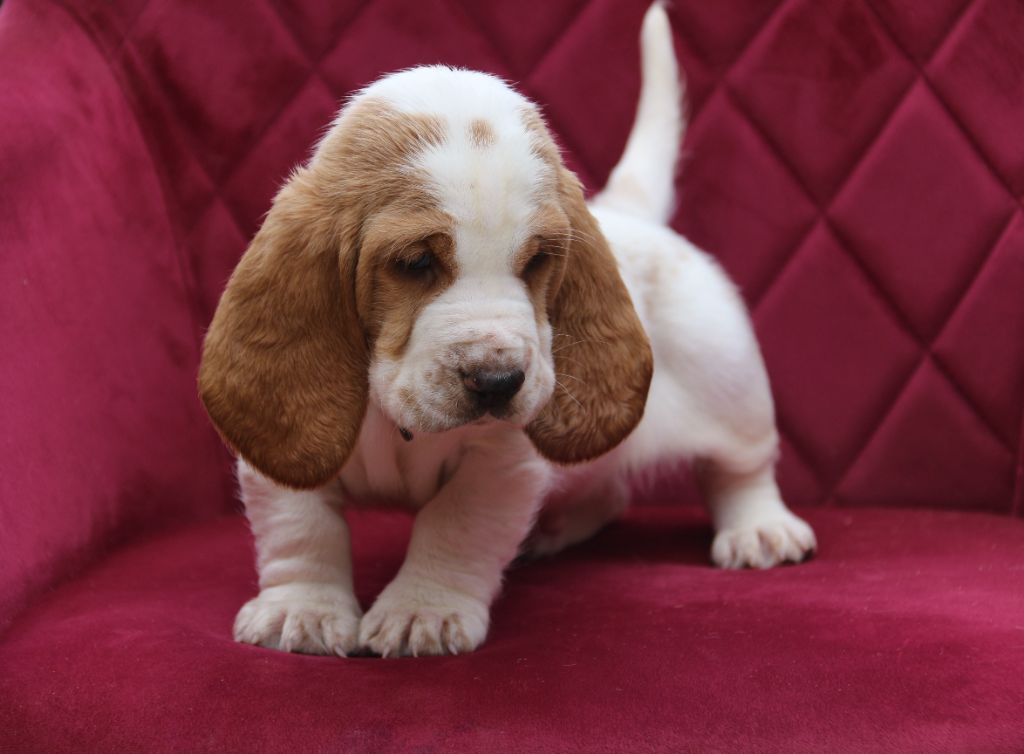 Du Bois Des Bleizi - Chiots disponibles - Basset Hound