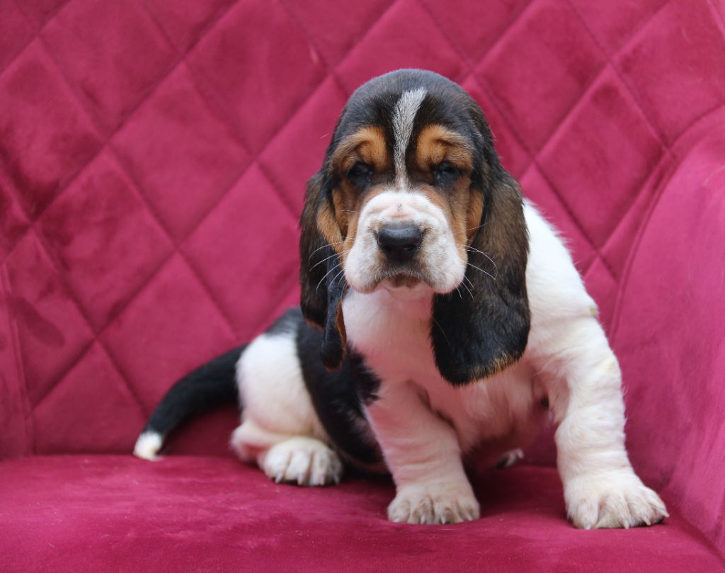 Du Bois Des Bleizi - Chiots disponibles - Basset Hound