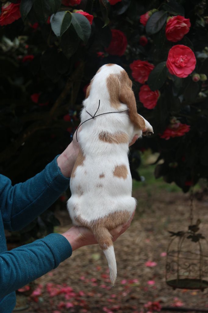 Du Bois Des Bleizi - Chiots disponibles - Basset Hound