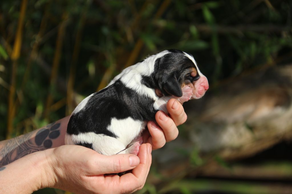 Chiot Basset Hound Du Bois Des Bleizi