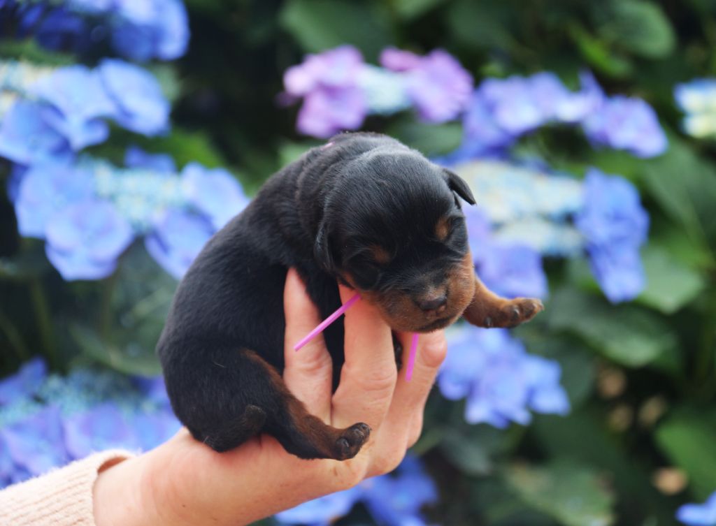 Du Bois Des Bleizi - Chiots disponibles - Rottweiler