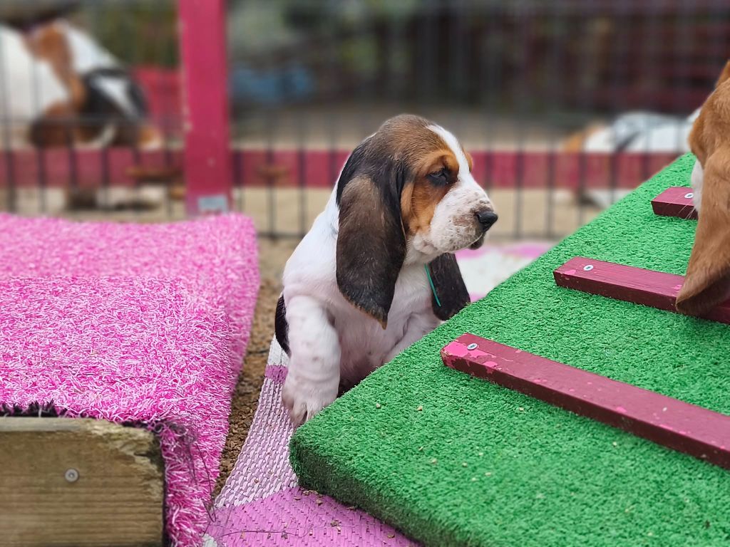 Du Bois Des Bleizi - Chiots disponibles - Basset Hound