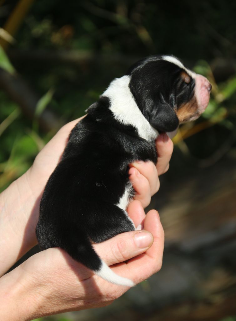 Du Bois Des Bleizi - Chiots disponibles - Basset Hound